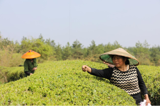 （新媒体）衡山：“明前茶”香满山 茶农茶事忙680.png