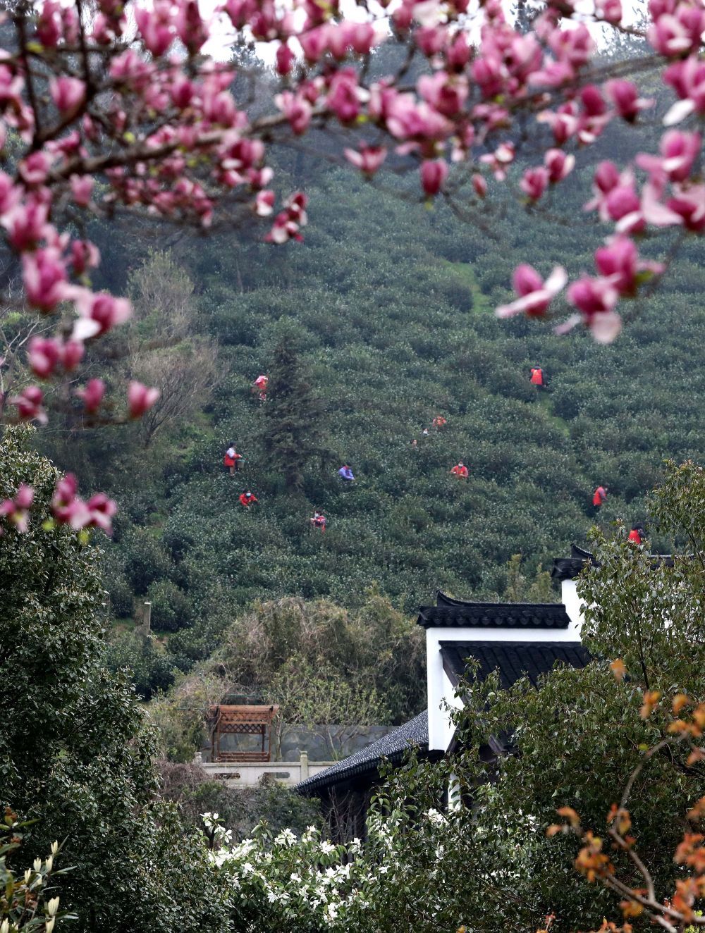 新华全媒+丨摘取第一口春天的味道