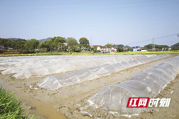 北山镇蒿塘社区长山坳组村民正抢抓晴好天气育秧。平整秧田、摆育秧盘、撒种、搭架、盖棚，忙得不亦乐乎。陆瑶摄。.jpg