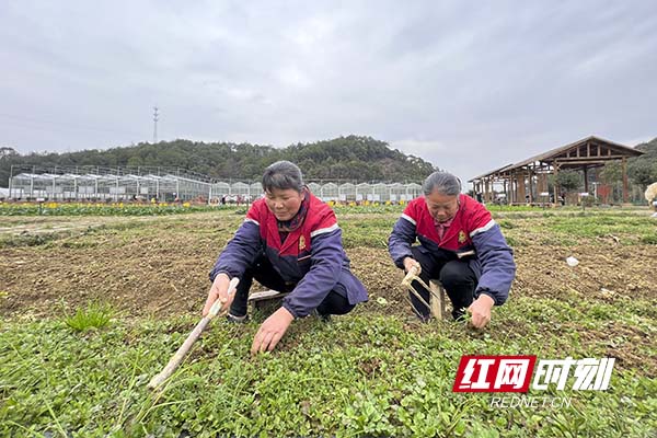 长沙县果园镇的春耕工作正在井然有序进行着。图为农户忙着除草。梁焕新摄。副本.jpg