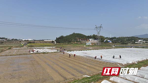 3月15日，长沙县江背镇肖排村村民正在给秧苗覆膜。李 政 摄副本.jpg