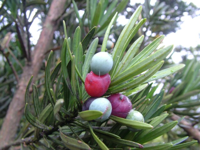 湖湘自然历丨年轮里的故事⑩“镇宅守财”第一树