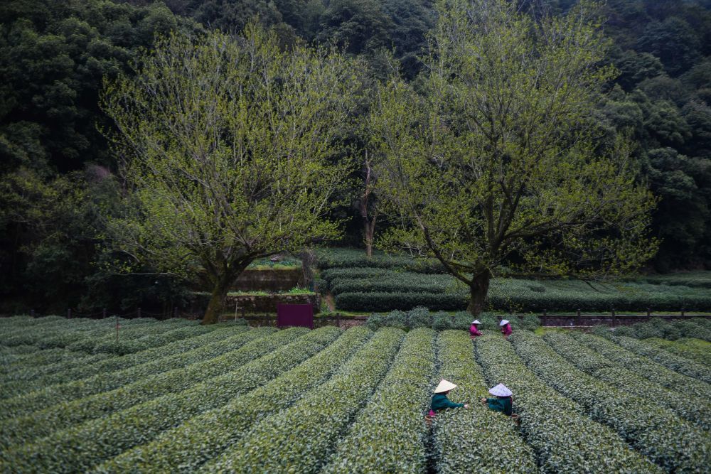 新华全媒+丨摘取第一口春天的味道