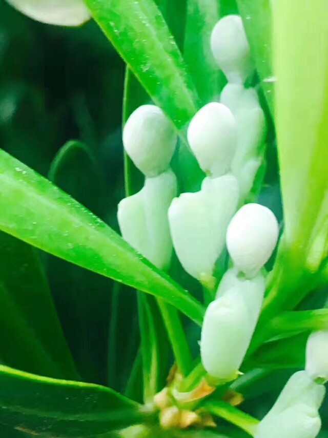 湖湘自然历丨年轮里的故事⑩“镇宅守财”第一树