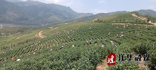 江华小圩壮族乡：“小茶叶”在乡村振兴中展现“大作为”
