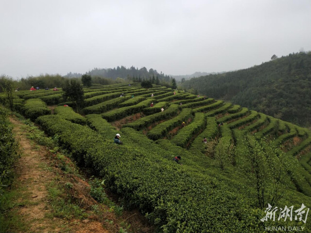 万亩春茶吐新绿 耒阳茶农采茶忙