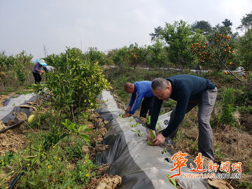 【疫情防控】宁远：驻村帮扶队化身春耕备耕和疫情防控的“勤务员”2_副本500.jpg