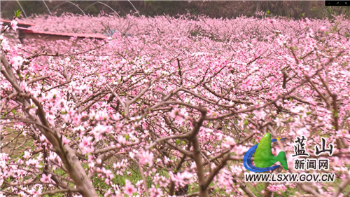 塔峰镇界头村：朵朵桃花香 果农授粉忙2.jpg