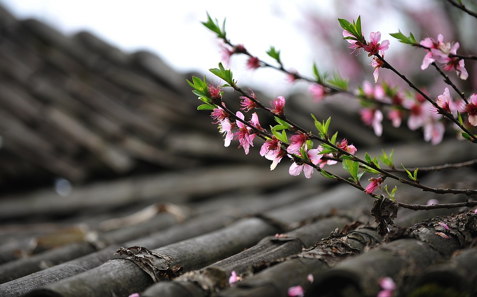 peach-blossom-1557702_960_720.jpg