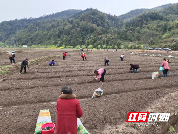 怀化沅陵： 人勤春来早  田间种药忙3.jpg