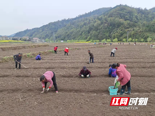 怀化沅陵： 人勤春来早  田间种药忙2.jpg