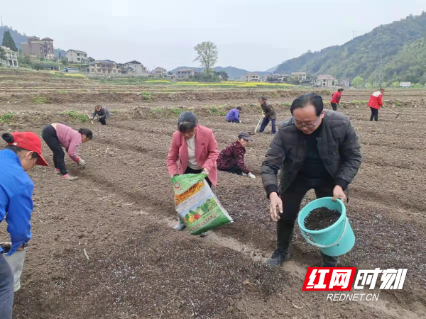 怀化沅陵： 人勤春来早  田间种药忙1.jpg