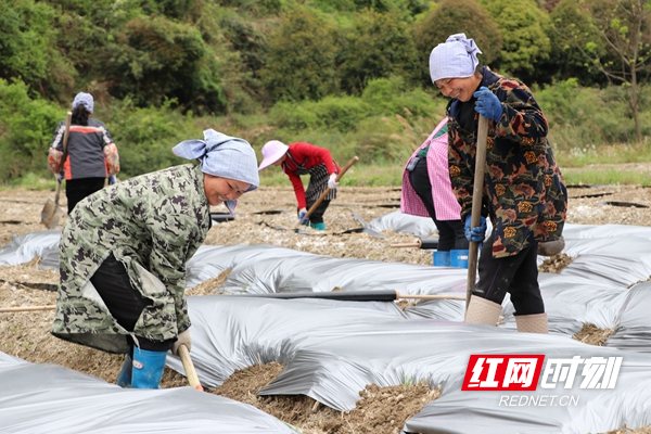 铲土盖膜_副本.jpg