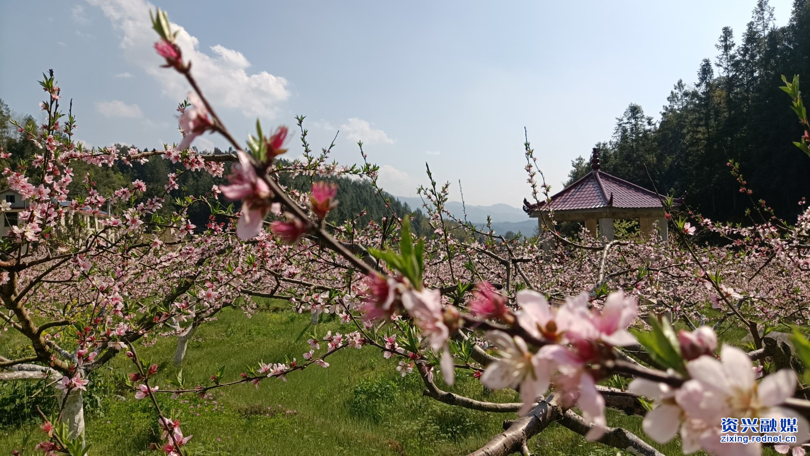 饶平桃花图片