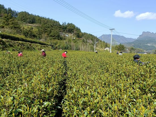 集体采茶副本.jpg