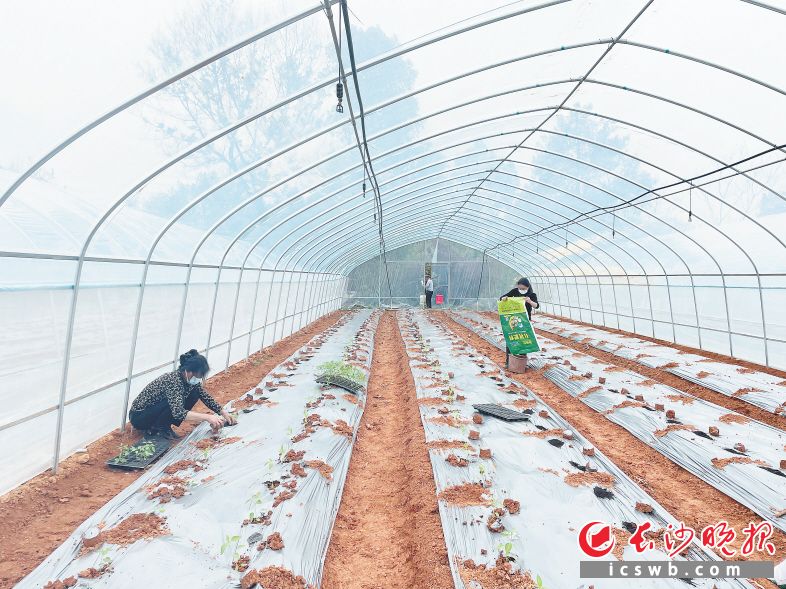 大棚中,当地村民正在移栽鸡肠子辣椒苗。受访者供图