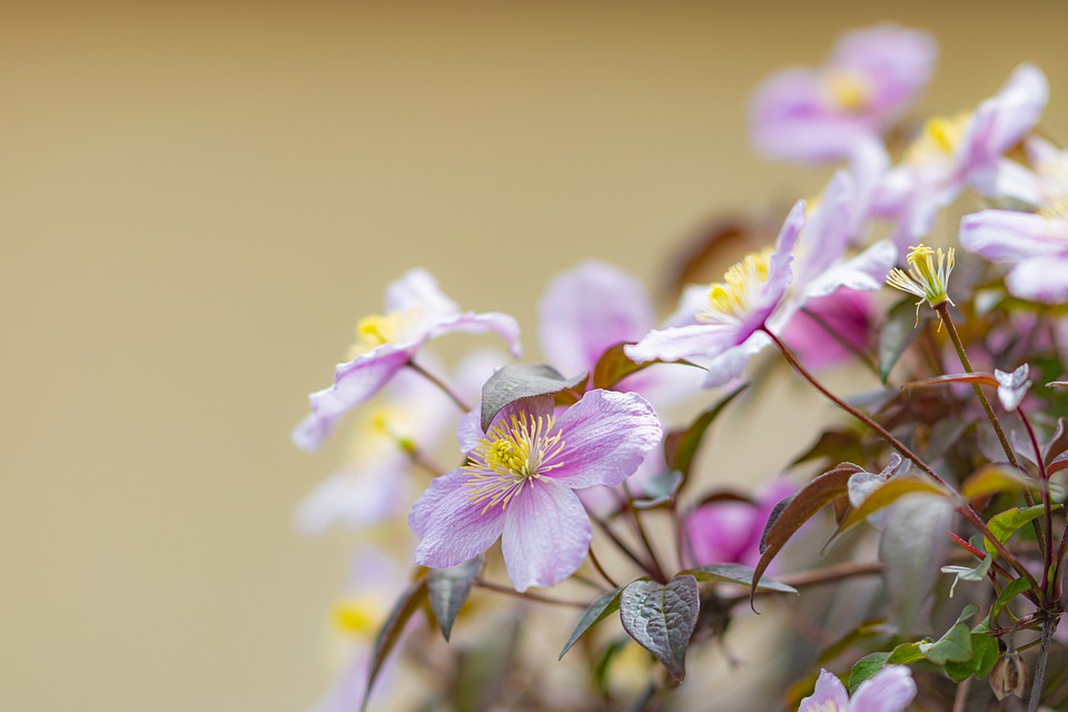 clematis-6258010_960_720.jpg