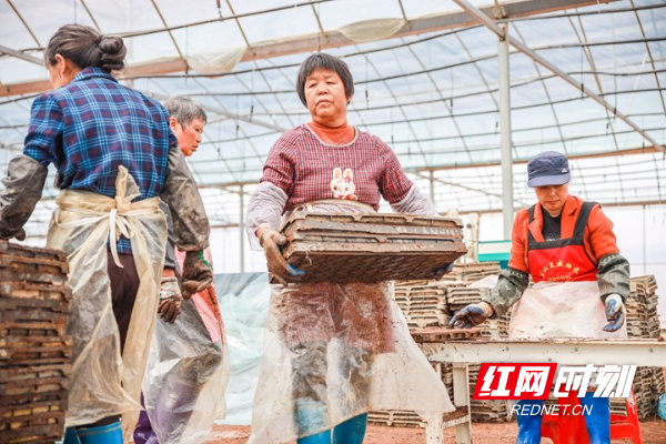 3月28日，蓝山县塔峰镇舜水村的水稻集中育秧工厂，工人们在搬运育秧盘。 (3).jpg