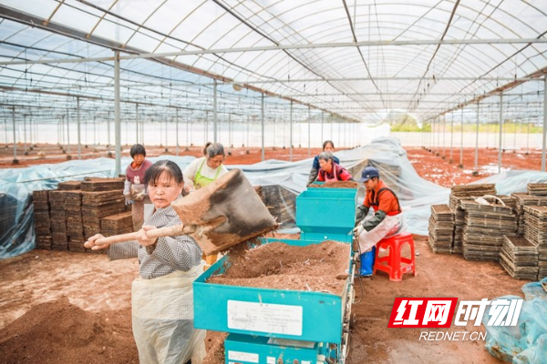 3月28日，蓝山县塔峰镇舜水村的水稻集中育秧工厂，工人们在进行育秧作业。.jpg