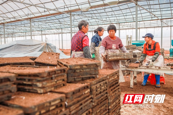 3月28日，蓝山县塔峰镇舜水村的水稻集中育秧工厂，工人们在搬运育秧盘。 (1).jpg