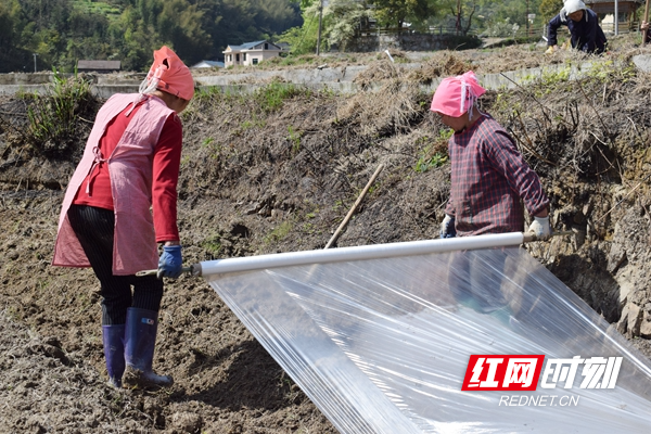 罗汉果基地盖膜_副本.jpg