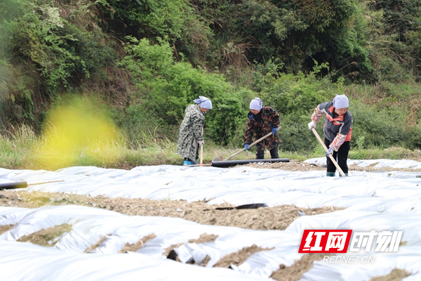 茄瓜基地地膜覆盖_副本.jpg