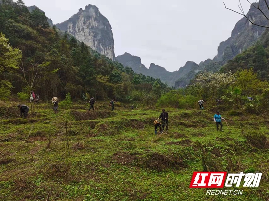 林间“天窗”补植场景.jpg