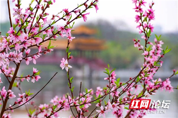 【每日一图@湖南】坐标长沙烈士公园，宅家的你们想要的云赏桃花来了