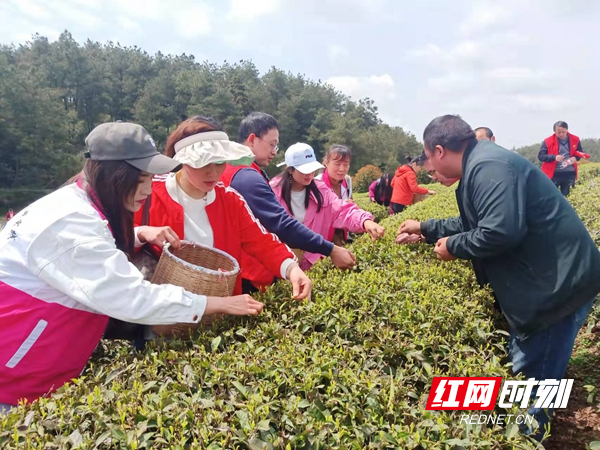 凤凰县发改局干部助农采茶现场.jpg 凤凰县发改局干部助农采茶现场.jpg