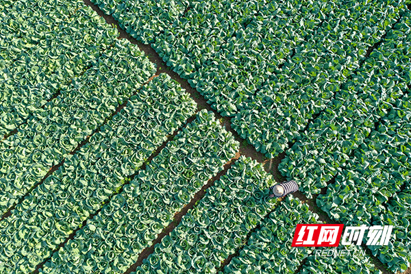 DJI_0597.jpg DJI_0597.jpg