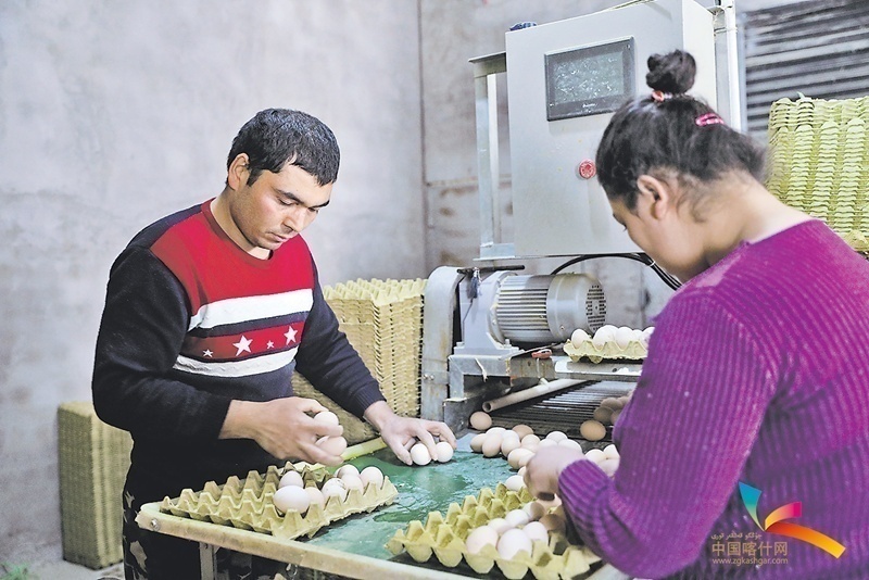 新疆喀什地区：就业托起致富梦 幸福饭碗端得稳