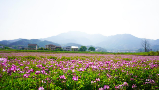 衡山：艳丽紫云英 田间好风景78.png