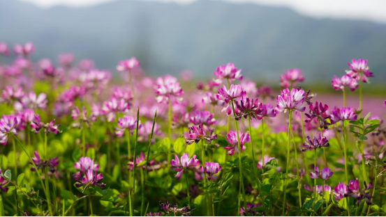 衡山：艳丽紫云英 田间好风景298.png