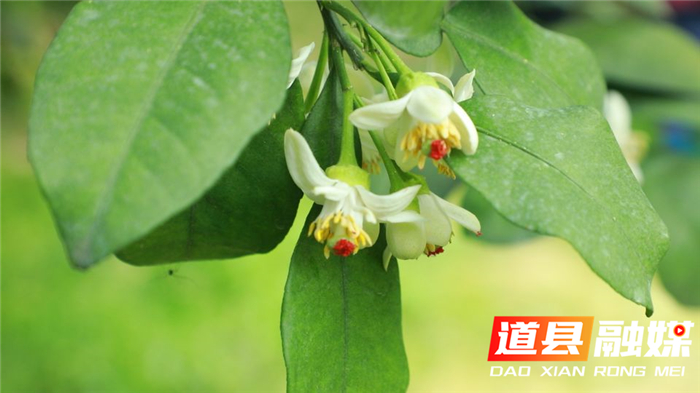 0408道县：“柚”到花开季 人工授粉忙05_副本.jpg