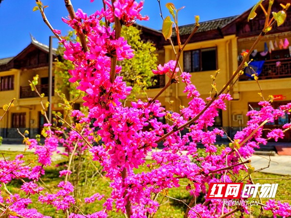 花开，禾库安置区.jpg