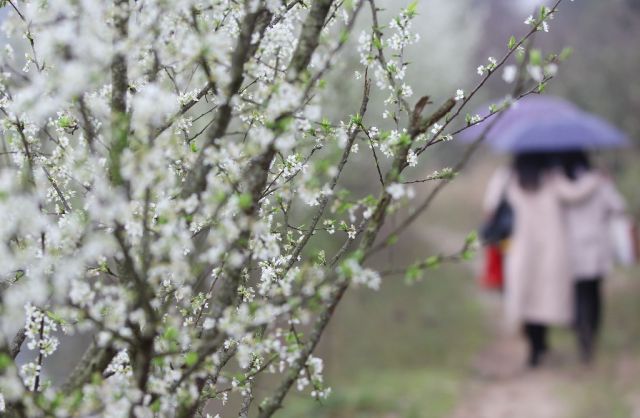永州道县潇水河堤赏梨花（何红福摄）.jpg