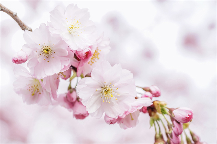 cherry-blossoms-4951853_1920.jpg