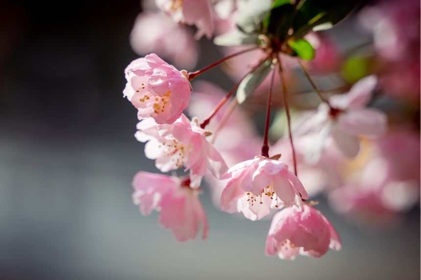 春到汝阳,繁花似锦。康向东摄