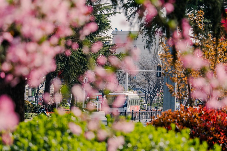 春到汝阳,繁花似锦。康向东摄