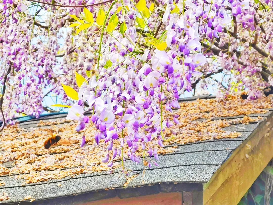 本周末湖南大部“晴热”天气持续 11日晚开始有较强降雨过程