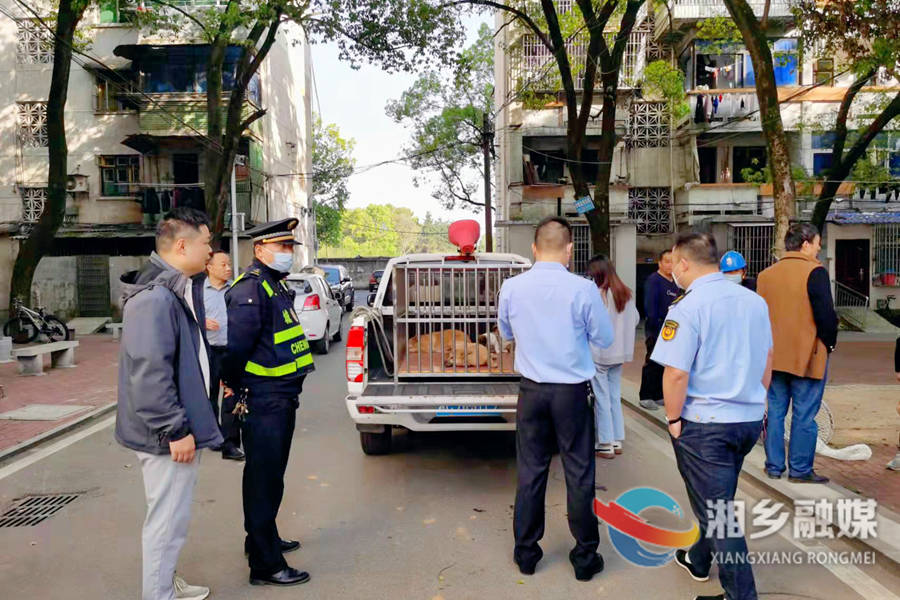 【创建全国文明城市】新湘路街道开展流浪犬整治行动 消除安全隐患