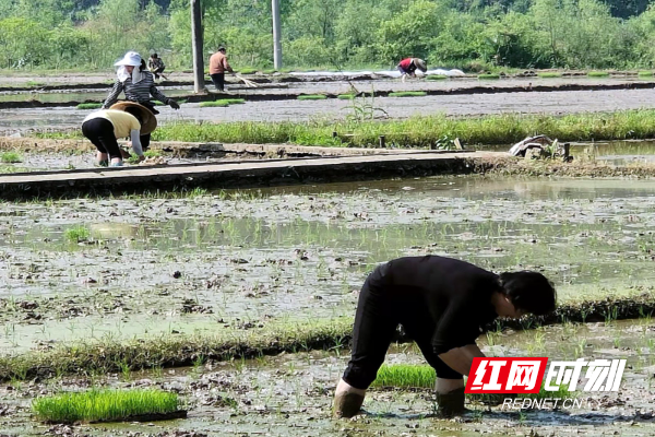 新宁县：2400亩双季稻示范区披上嫩绿新装_邵商网