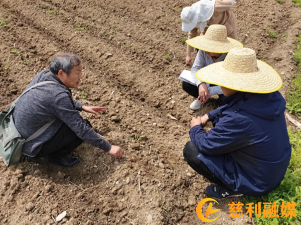 百亩大豆玉米带状复合种植核心示范片进行时(1)455_副本.png