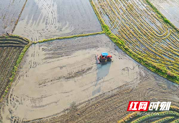 道县：稳定早稻生产 保障粮食安全