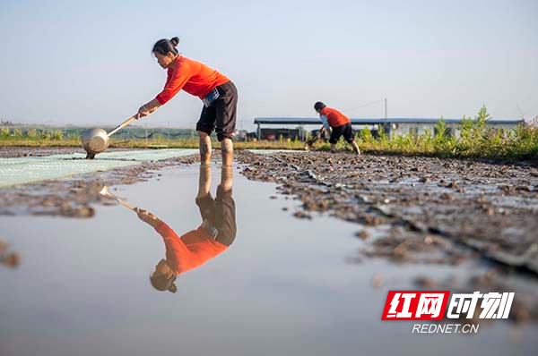 道县清塘镇陈熊村，农民在开展育秧作业.jpg