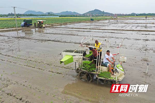 4月12日，道县原地正禾农场，农民在驾驶抛秧机作业。.jpg