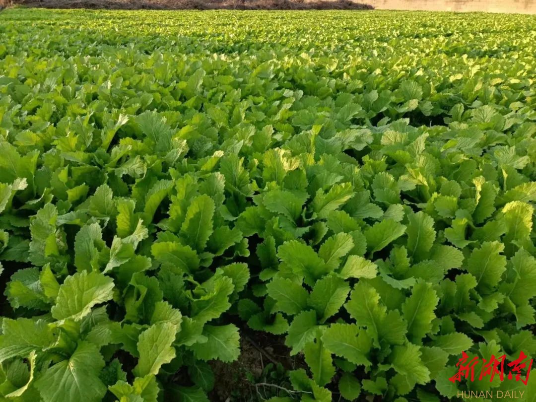 长沙“菜园子”生产忙  市民“菜篮子”稳稳的