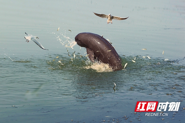 江豚，濒危动物，国家一级保护动物，目前长江江豚约1012头左右，鄱阳湖的江豚数量占总数的三分之一，长江江豚是唯一全生活在淡水的亚种。余会功＋共享.jpg