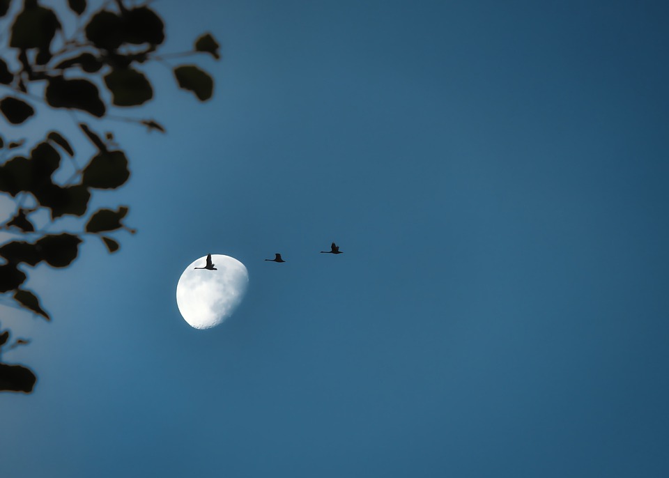 migratory-birds-5242969_960_720.jpg
