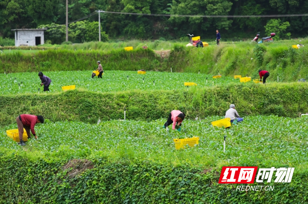 湖南新田：采收蔬菜保“沪”供给4.jpg